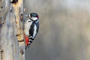 Male Red woodpecker photo