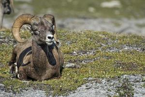 Big Horn Sheep portrait while looking at you photo