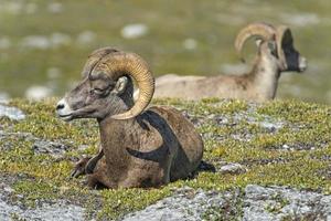 Big Horn Sheep portrait on rocky mountains Canada photo