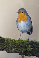 robin bird red breast photo