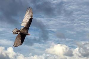 buzzard vulture flying in the deep blue sky photo