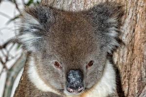 Wild koala on a tree while looking at you photo