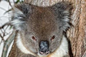 koala salvaje en un árbol mientras te mira foto