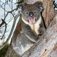 Wild koala on a tree while yawning photo