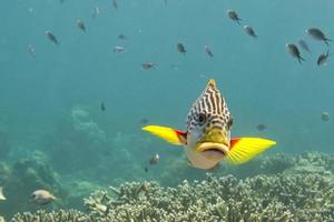 An isolated big lips yellow fish swimming in the deep blue sea photo