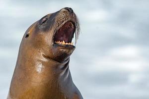 foca de león marino en la playa retrato de primer plano foto