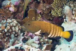 colorful grouper on the reef photo