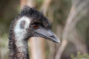 Wild emu close up portrait photo