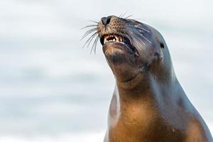 foca de león marino en la playa retrato de primer plano foto