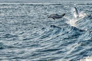 delfines saltando en el mar azul profundo foto