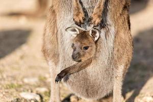 Kangaroo mother and son portrait photo