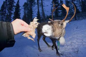 reindeer portrait in winter snow time photo