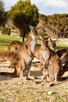 Kangaroo mother father and son portrait photo