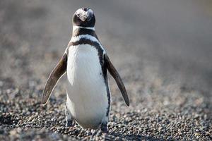 retrato de primer plano de pingüino patagónico foto