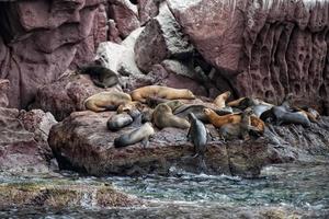 sea lion seals relaxing photo