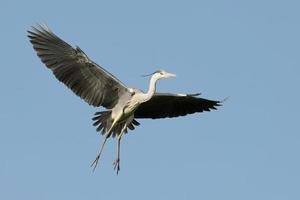 A blue black heron photo