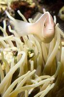 A colorful fish on hard coral macro in Cebu Philippines photo