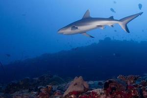 Grey shark jaws ready to attack underwater close up portrait photo