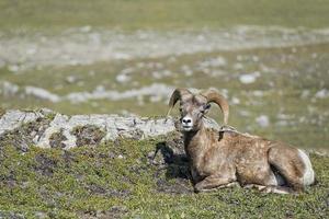 Big Horn Sheep portrait while looking at you photo