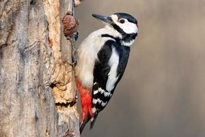 Male Red woodpecker photo
