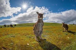 Kangaroo looking at you on the grass photo