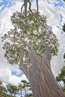 árbol de eucalipto arco iris en hawaii foto