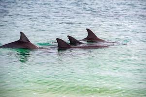 mono mia delfines cerca de la orilla foto