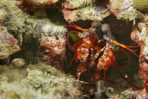 A colorful mantis shrimp looking at you macro in Cebu Philippines photo