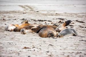 león marino australiano relajándose en la playa foto