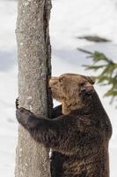 Brown bear grizzly in the snow background photo