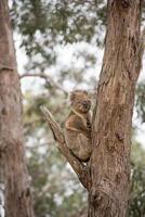 Wild koala on a tree photo