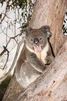 Wild koala on a tree while yawning photo