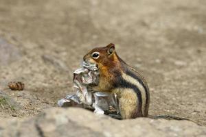 Ground squirrel portrait while eating paper photo