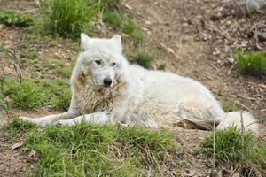 white wolf close up portrait photo