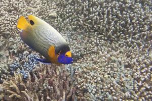 A colorful adult imperator angel fish in Sipadan, Borneo, Malaysia photo