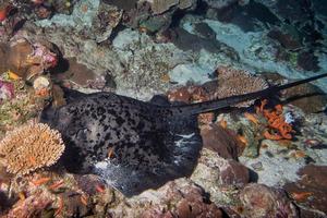 giant blackparsnip stingray fish eye detail photo