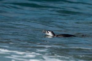 Patagonia penguin close up portrait look at you photo