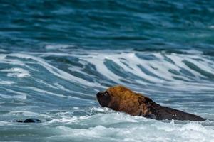 sea lion on the beach photo