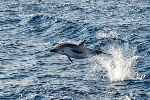 Dolphins while jumping in the deep blue sea photo