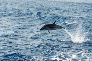 Dolphins while jumping in the deep blue sea photo