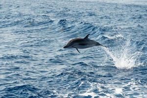 Dolphins while jumping in the deep blue sea photo