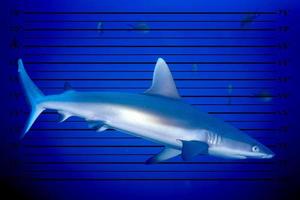 Grey shark jaws ready to attack underwater close up portrait photo