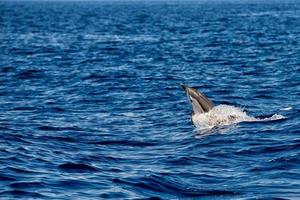 Dolphins while jumping in the deep blue sea photo