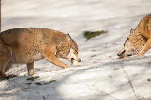 wolf eating in the snow photo