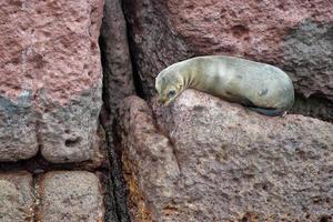 sea lion seals relaxing and looking at you photo