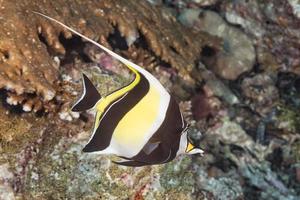 Moorish idol fish photo