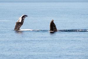 Humpback whales swimming in Australia photo