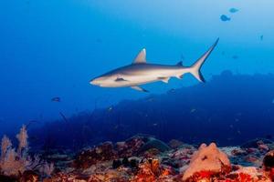 Grey shark jaws ready to attack underwater close up portrait photo