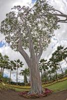 Rainbow Eucaliptus tree in hawaii photo