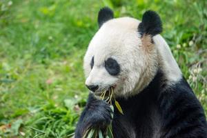 giant panda while eating bamboo photo